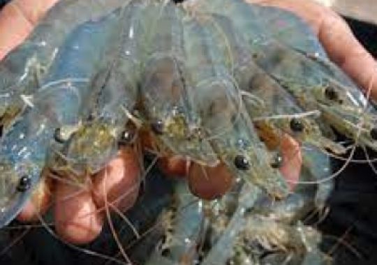 BỔ SUNG KALI ĐỐI VỚI TÔM NUÔI