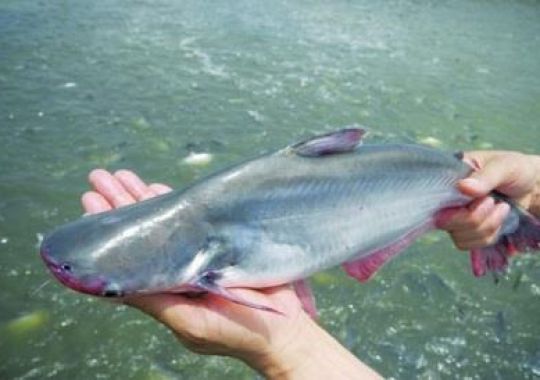 CƠ HỘI XUẤT KHẨU LƯỢNG LỚN CÁ DA TRƠN SANG MỸ