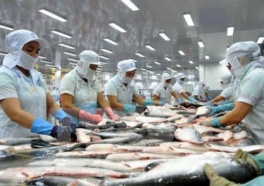 MỸ TRỞ LẠI LÀ THỊ TRƯỜNG LỚN NHẤT CỦA CÁ TRA VIỆT NAM