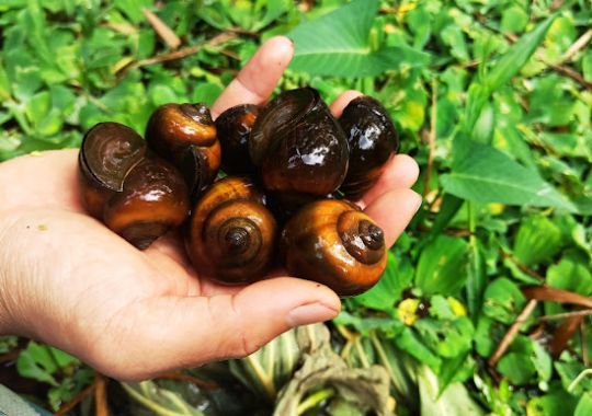 NUÔI ỐC BƯƠU ĐEN TRONG AO ĐẤT VÀ AO BẠT