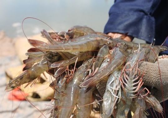 ĐẢM BẢO CHẤT LƯỢNG TÔM XUẤT KHẨU CẦN MẠNH TAY VỚI CHẤT CẤM