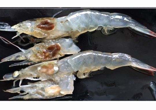 CẢNH GIÁC VỚI VIRUS SHIV