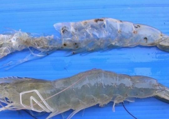 TÌM HIỂU VỀ CHU KỲ LỘT XÁC CỦA TÔM THẺ CHÂN TRẮNG