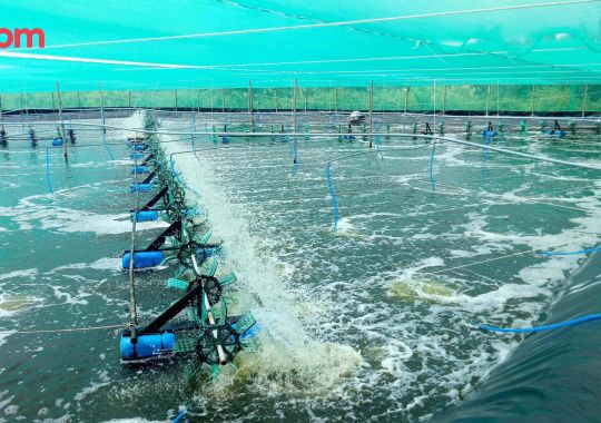 ĐỘ KIỀM TRONG AO NUÔI TÔM THẺ