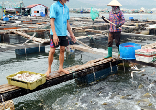 RAF10: ĐỔI MỚI VỀ PHƯƠNG THỨC QUẢN LÝ THỨC ĂN VÀ SỬ DỤNG NGUYÊN LIỆU THỨC ĂN THỦY SẢN CHO NUÔI THỦY