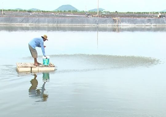 KIÊN GIANG: ĐẾN NĂM 2020, PHÁT TRIỂN NUÔI TÔM CÔNG NGHIỆP, BÁN CÔNG NGHIỆP ĐẠT 5.000 HA