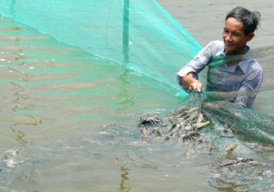 KỸ THUẬT NUÔI TÔM CÁNG XANH TOÀN ĐỰC BÁN THÂM CANH