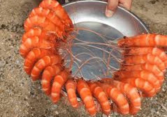 NGƯỜI NUÔI TÔM CẦN CHÚ TRỌNG ĐẾN MÀU SẮC TÔM