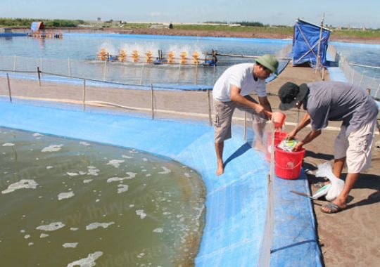 QUẢN LÝ QUÁ TRÌNH LỘT XÁC CỦA TÔM