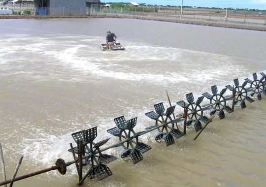 BỘ NN&PTNN: PHÊ DUYỆT ĐỀ ÁN TỔNG THỂ PHÁT TRIỂN NGÀNH CÔNG NGHIỆP TÔM NƯỚC LỢ VIỆT NAM ĐẾN NĂM 2030