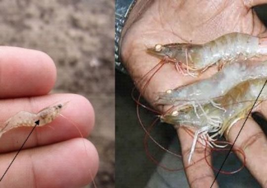 XỬ LÝ BỆNH ĐỤC CƠ TRÊN TÔM