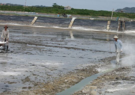 XỬ LÝ PHÈN TRONG AO NUÔI TÔM