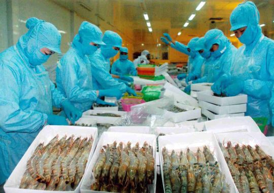 XUẤT KHẨU TÔM SANG MỸ CÓ DẤU HIỆU PHỤC HỒI