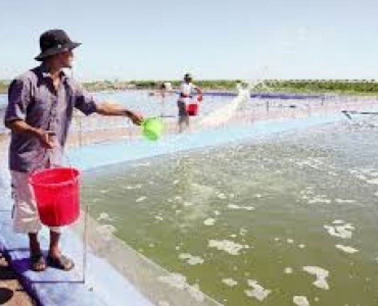 VAI TRÒ CHẤT KHOÁNG TRONG NUÔI TÔM