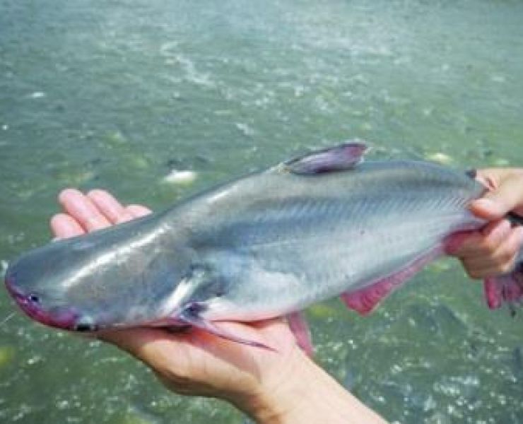 CƠ HỘI XUẤT KHẨU LƯỢNG LỚN CÁ DA TRƠN SANG MỸ