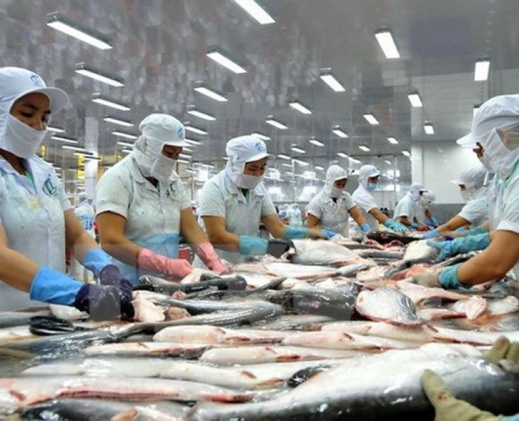 MỸ TRỞ LẠI LÀ THỊ TRƯỜNG LỚN NHẤT CỦA CÁ TRA VIỆT NAM