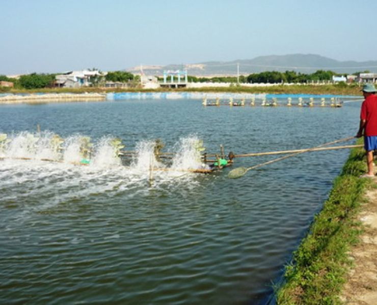 CÁC VẤN ĐỀ NUÔI TÔM TRONG MÙA MƯA