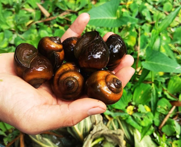 NUÔI ỐC BƯƠU ĐEN TRONG AO ĐẤT VÀ AO BẠT