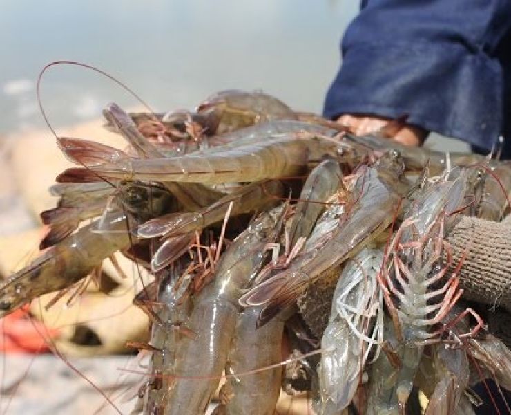 ĐẢM BẢO CHẤT LƯỢNG TÔM XUẤT KHẨU CẦN MẠNH TAY VỚI CHẤT CẤM