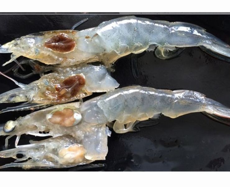 CẢNH GIÁC VỚI VIRUS SHIV