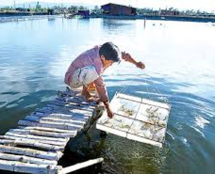 NÂNG CAO GIÁ TRỊ THỦY SẢN NUÔI TRỒNG: ĐÂU LÀ GIẢI PHÁP HIỆU QUẢ?
