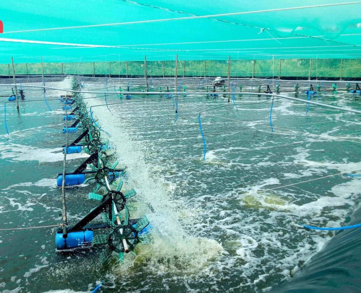 ĐỘ KIỀM TRONG AO NUÔI TÔM THẺ