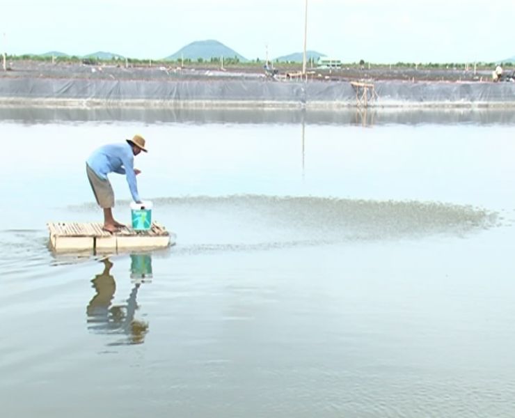 KIÊN GIANG: ĐẾN NĂM 2020, PHÁT TRIỂN NUÔI TÔM CÔNG NGHIỆP, BÁN CÔNG NGHIỆP ĐẠT 5.000 HA