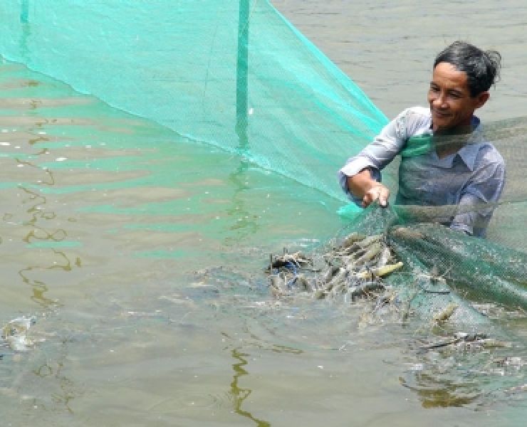 KỸ THUẬT NUÔI TÔM CÁNG XANH TOÀN ĐỰC BÁN THÂM CANH