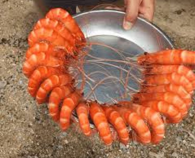 NGƯỜI NUÔI TÔM CẦN CHÚ TRỌNG ĐẾN MÀU SẮC TÔM