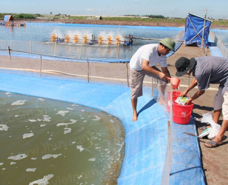 QUẢN LÝ QUÁ TRÌNH LỘT XÁC CỦA TÔM