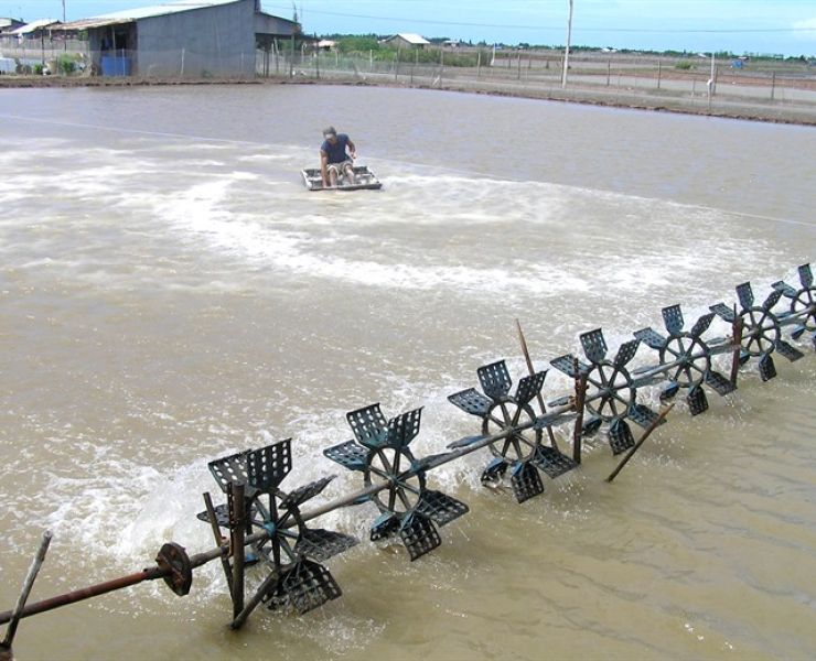 BỘ NN&PTNN: PHÊ DUYỆT ĐỀ ÁN TỔNG THỂ PHÁT TRIỂN NGÀNH CÔNG NGHIỆP TÔM NƯỚC LỢ VIỆT NAM ĐẾN NĂM 2030