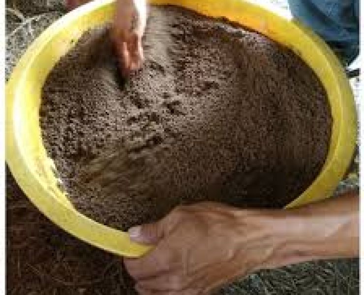 KHI NÀO THÌ BIẾT TÔM THẺ CHÂN TRẮNG SẮP LỘT. SỬ DỤNG KHOÁNG KHI TÔM LỘT NHƯ THẾ NÀO CHO HỢP LÝ