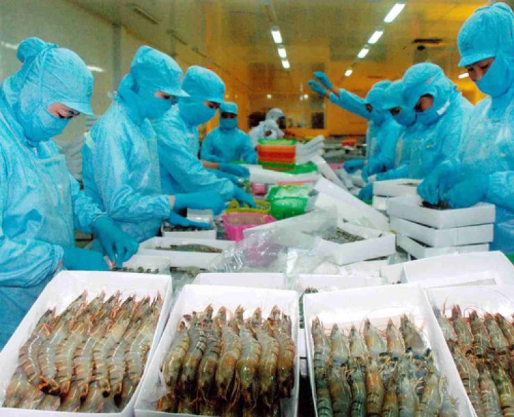 XUẤT KHẨU TÔM SANG MỸ CÓ DẤU HIỆU PHỤC HỒI
